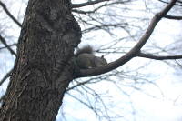 dsc_7598.jpg Devin chased this squirrell all around the park.